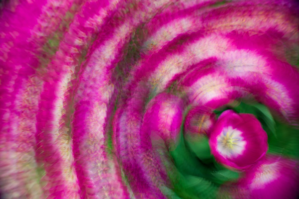 Pink Flower - Multiple Exposure - (c) Corey Hilz Pink Flower - Multiple Exposure - (c) Corey Hilz