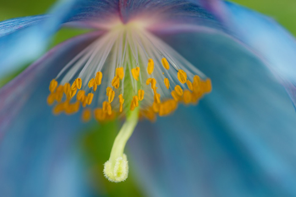 Spring Bloom - (c) Corey Hilz Spring Bloom - (c) Corey Hilz