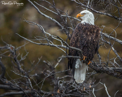 eagle by Dale Evans from Restless Soul Photography