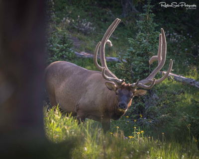 elk by Dale Evans from Restless Soul Photography