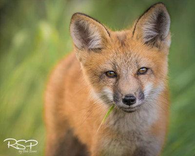 fox by Dale Evans from Restless Soul Photography